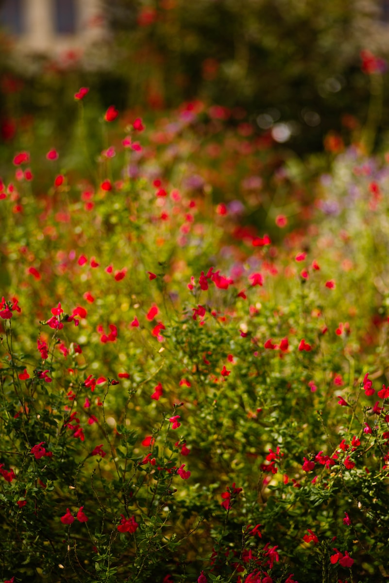 red and green flower field during daytime