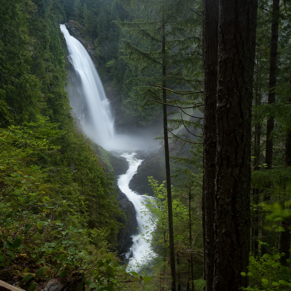 green trees and water falls