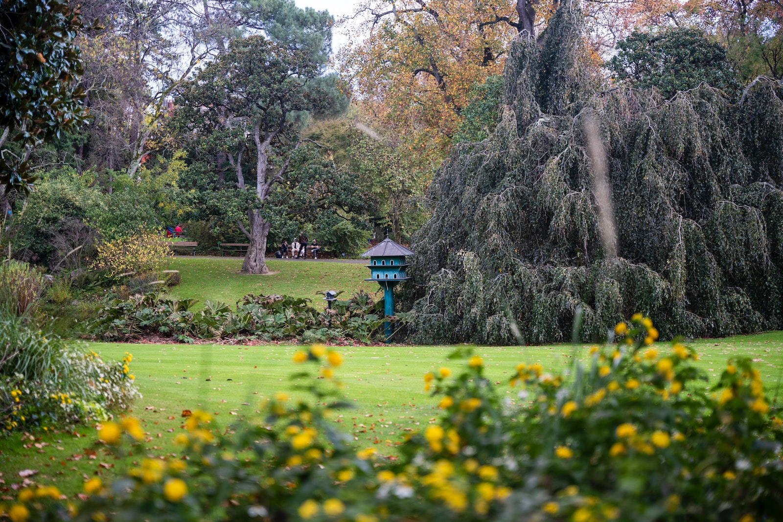 a garden with yellow flowers